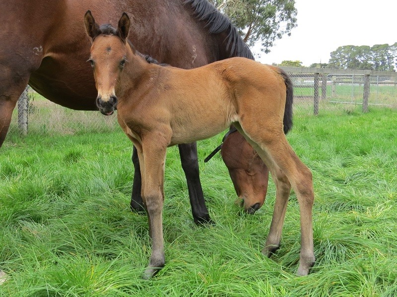 192 Tricky Maid 15 bf 3d